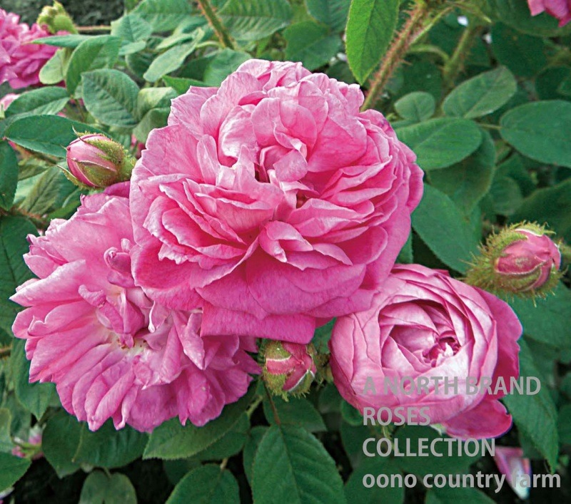 ���ȥ꡼�̡��ɥ���������ƥ�٥륯 / Catherine de W?rttemberg / 6��ż��������ݥå�