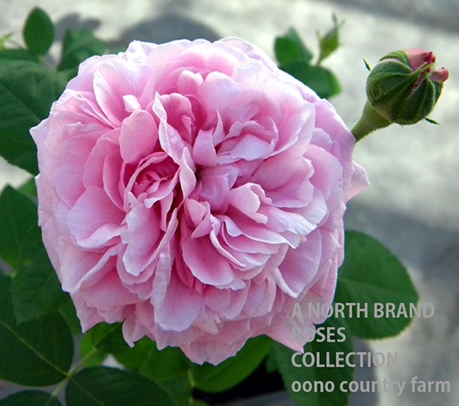 �ޥ��ࡦ�ܡ��� / Mme Boll / 6��ż��������ݥå�