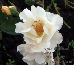 �������ࡦ�ǥ饤�� / Autumn Delight / 6��ż��������ݥå�