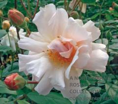 ����奿����ͥ��ȥ� / Clytemnestra / 6��ż��������ݥå�