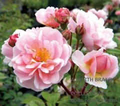 �����ͥꥢ / Cornelia / 6��ż��������ݥå�