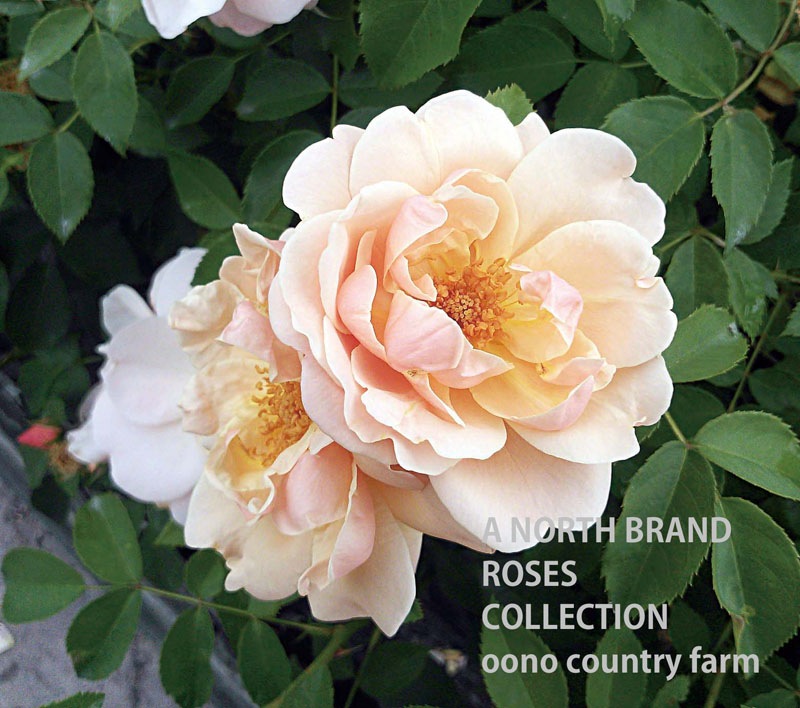 ������ɡ��֥å��� / Gold Busch / 6��ż��������ݥå�