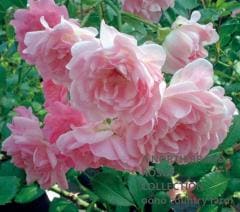 �����ե����꡼ / The Fairy / 6��ż��������ݥå�