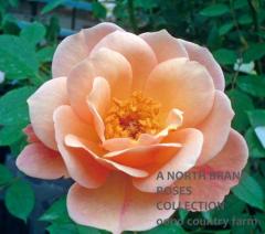 �����å��� / Sussex / 6��ż��������ݥå�