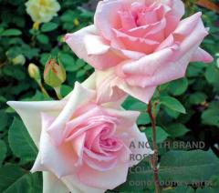 �ѥå��� / Pax / 6��ż��������ݥå�