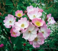 �Х�꡼�� / Ballerina / 6��ż��������ݥå�