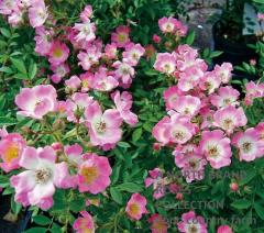 �ԥ󥯡����ץ졼 / Pink Spray / 6��ż��������ݥå�