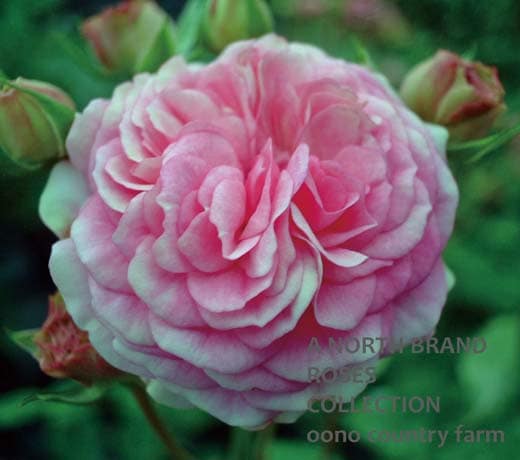 ピンク・プロスペリティ / Pink Prosperity / 6号硬質ローズポット