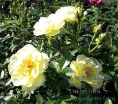 �ե����꡼���������� / Fairy Yellow / 6��ż��������ݥå�