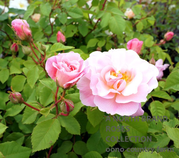 �ե�åġ��Υӥ� / Fritz Nobis / 6��ż��������ݥå�