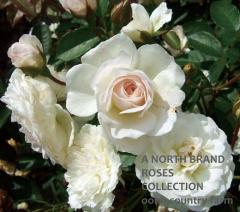 �ץ����ڥ�ƥ� / Prosperity / 6��ż��������ݥå�