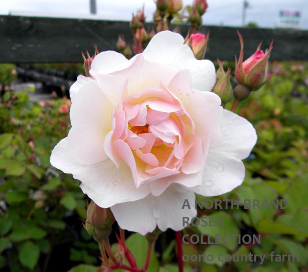 �ڥͥ��å� / Peneloppe / 6��ż��������ݥå�