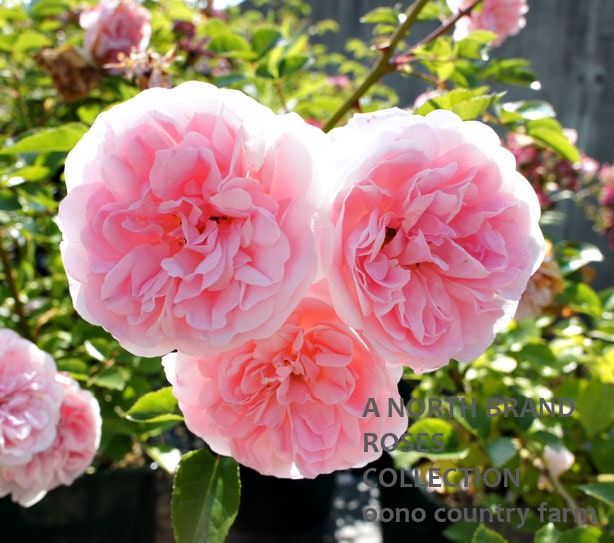 �ܥ��Υ� / Bossanova / 6��ż��������ݥå�