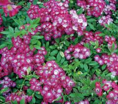 �ޥ���꡼���ե����� / Marjorie Fair / 6��ż��������ݥå�