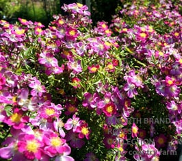 �����顦������쥤 / Laura Ashley / 6��ż��������ݥå�