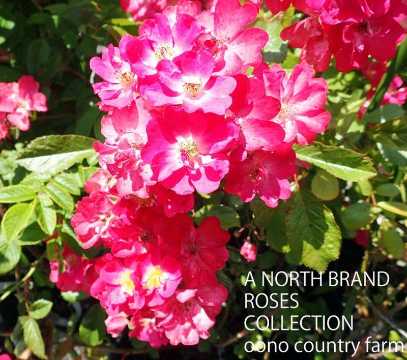 ���ӥ󡦥եå� / Robin Hood / 6��ż��������ݥå�