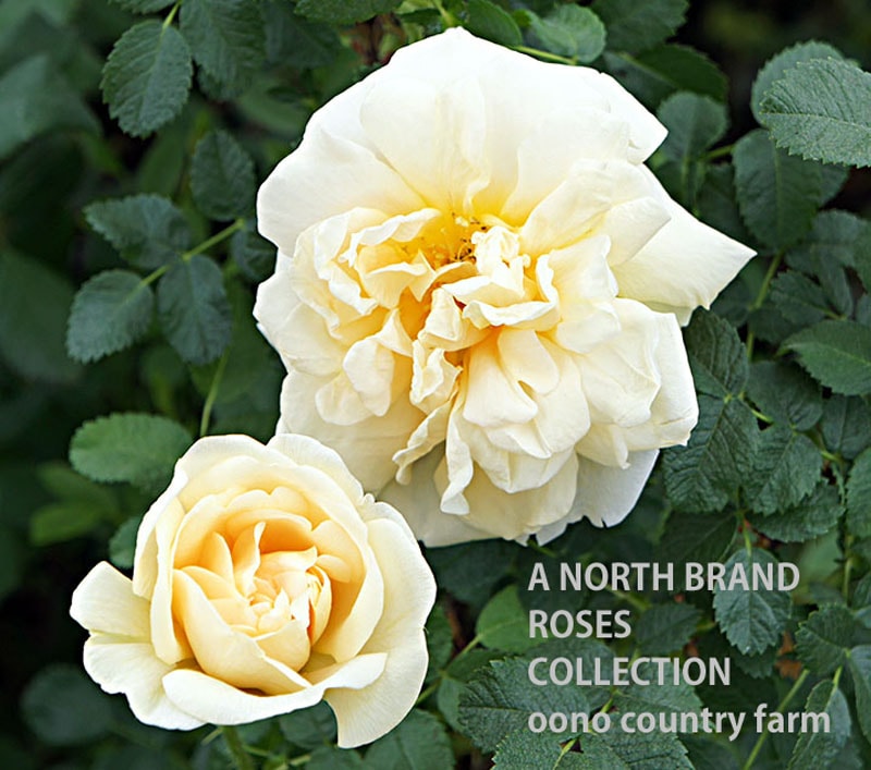 �����ͥ� / Agnes / 6��ż��������ݥå�