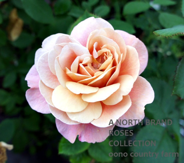 �ǥ�������ȡ��ɥ�ॹ / Distant Drums / 6��ż��������ݥå�