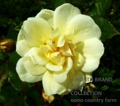 �ǥ��֥쥤�� / Daybreak / 6��ż��������ݥå�