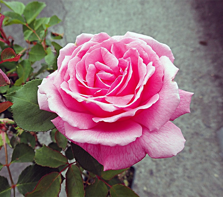 ���ƥ�ޥåϡ� / Stellmacher / 6��ż��������ݥå�