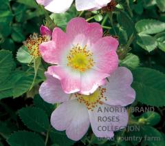 �������������ƥꥢ / Rosa Eglanteria Rubiginosa / 6��ż��������ݥå�