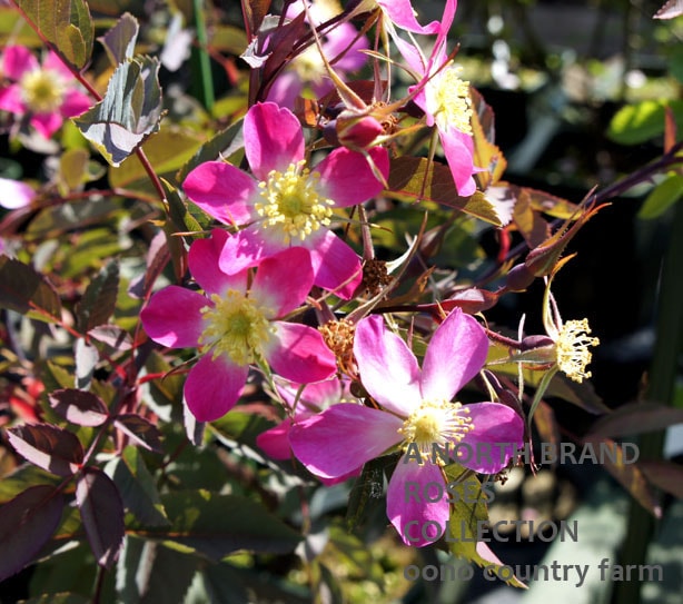 ���������饦�� / Rosa Glauca / 6��ż��������ݥå�