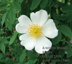 �����������ӥե��� / Rosa Corymbifera / 6��ż��������ݥå�