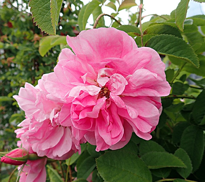 ���������ޥ����� / Rosa Damascena / 6��ż��������ݥå�