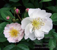 �������ե���ڥ��ƥ֥���������ӥ�� / Rosa Fillipes��Brenda Colvin / 6��ż��������ݥå�