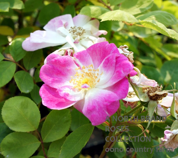 �������ޥͥåƥ��� / Rosa Manettii / 6��ż��������ݥå�