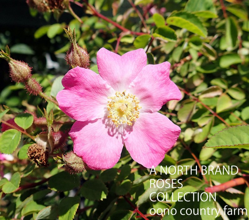 ���������ƥ��֥饯�ƥ��� / Rosa Multibracteata / 6��ż��������ݥå�