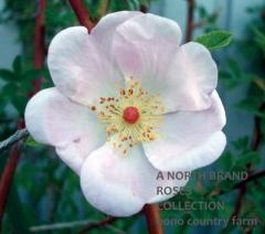 ���������� / Rosa Melina / 6��ż��������ݥå�