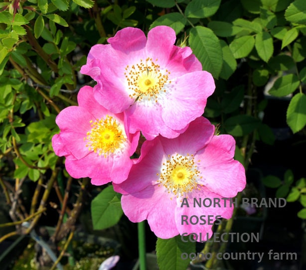 ����������������ˡ� / Rosa Andersonii / 6��ż��������ݥå�