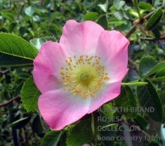 ���������˥ʡʥɥå��������� / Rosa Canina / 6��ż��������ݥå�