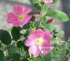 �������ݥߥե���ʥ����������� / Rosa pomifera(Rosa villosa) / 6��ż��������ݥå�