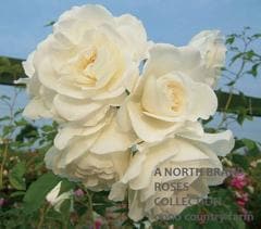 �������С������Ĥ� / Iceberg,Climbing / 6��ż��������ݥå�