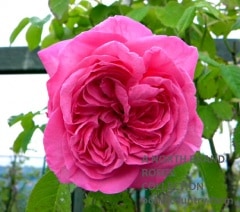 ������ꥢ����ե� / Aurelia Lffa / 6��ż��������ݥå�