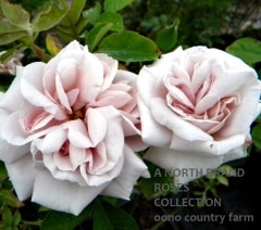 ���å��奦���󥺥ǥ� / Ashwednesday / 6��ż��������ݥå�