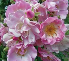 ���åץ롦�֥��å��� / Apple Blossom / 6��ż��������ݥå�