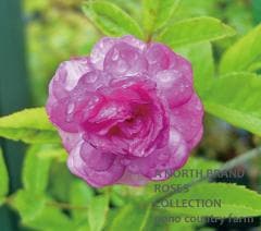 ����ƥ����� / Amethyste / 6��ż��������ݥå�