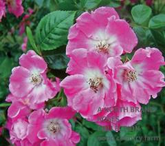 ����ꥫ�󡦥ԥ顼 / American Pillar / 6��ż��������ݥå�