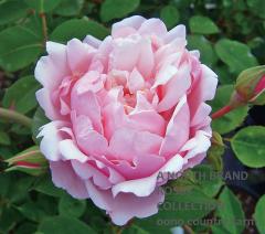 ����С��ƥ��� / Albertine / 6��ż��������ݥå�