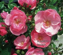 ���󥸥��� / Angela / 6��ż��������ݥå�