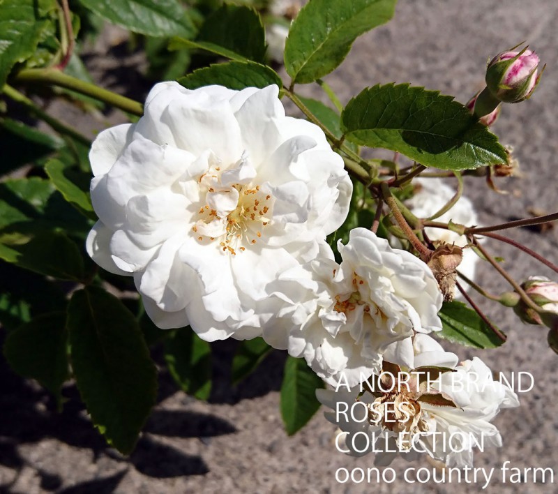 �����ᡦ�ӥ١��� / Aimee Vibert / 6��ż��������ݥå�