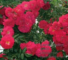 �������륵 / Excelsa / 6��ż��������ݥå�