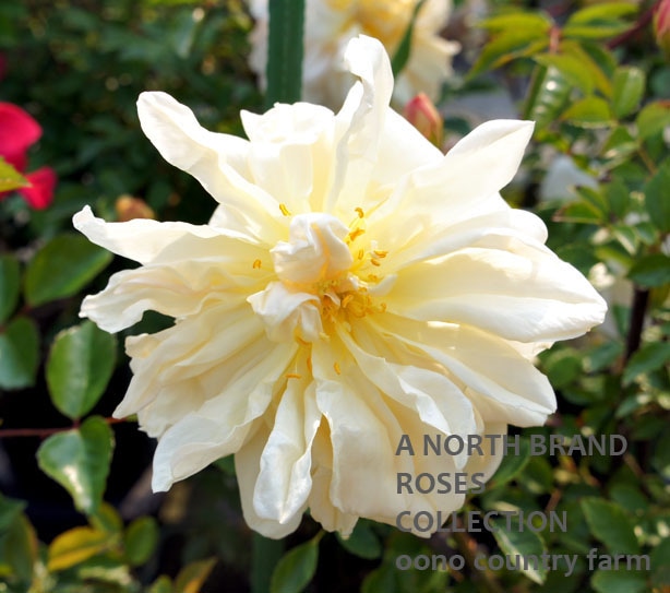 �����ǥ˥� / Gardenia / 6��ż��������ݥå�