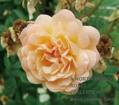 �����졼�̡��ɥ����ե��ꥴ��� / Ghislaine de Feligonde / 6��ż��������ݥå�