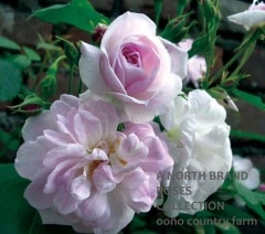 �����ץˡ������ԥ󥯡����饹���� / Champneys Pink Cluster / 6��ż��������ݥå�