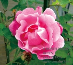 ���ѥ˥å��塦�ӥ塼�ƥ� / Spanish Neauty / 6��ż��������ݥå�