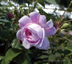 ���ڥ����ӥꥹ / Spectabilis / 6��ż��������ݥå�